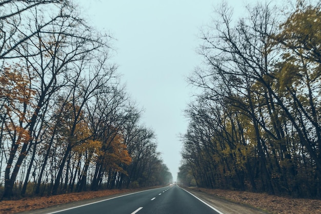 Autumn car travel concept trees with yellow leaves