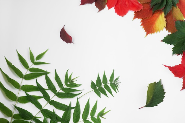 Autumn card. Yellow, bright leaves on a white background. Autumn texture from grape leaves of different colors