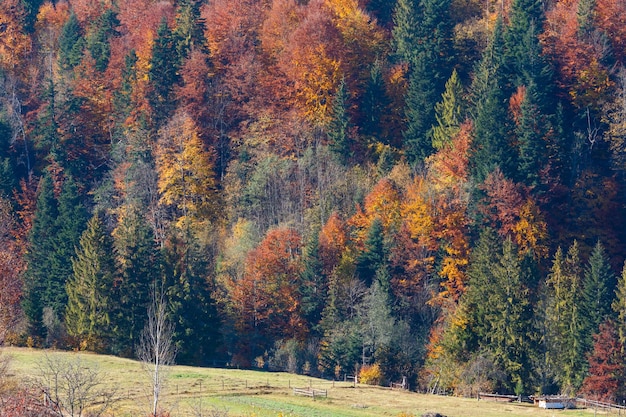 Autumn Carpathians Ukraine