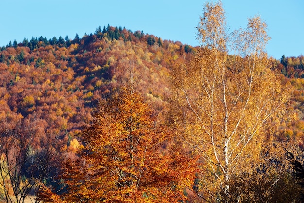 Autumn Carpathians Ukraine