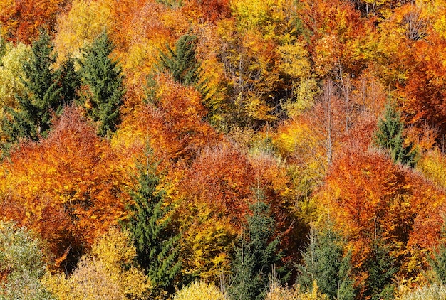 Autumn Carpathians Ukraine