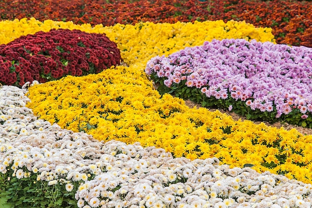 Photo autumn chrysanthemum exhibition in kiev ukraine 2016