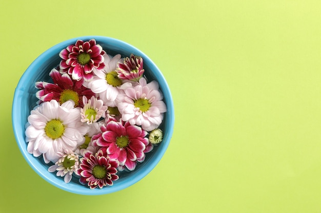 Autumn chrysanthemum flowers in a blue bowl on a trendy green background with space for an inscription. top view