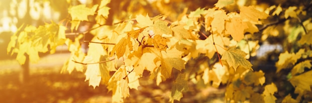 Autumn city park or forest in sunny fall day. branches of maple trees with orange falling leaves. good weather. banner. flare