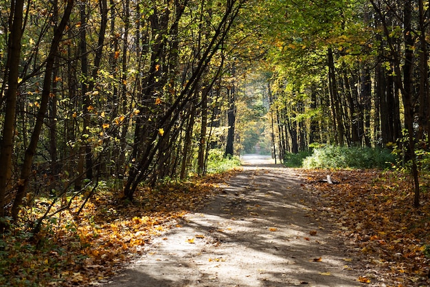 Autumn in the city Park, trees in yellow foliage,