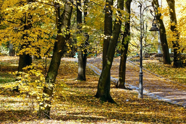 Autumn city park with paths strewn with yellow leaves and lamp.