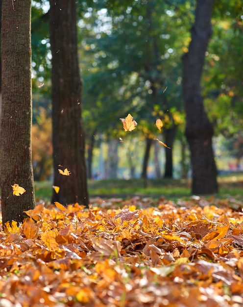 Autumn city park with trees and dry yellow leaves 