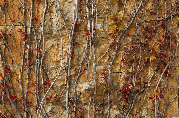 Autumn climbing plant wall texture background