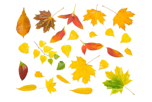 Autumn collection of yellow and red leaves birch, maple, rowan and viburnum isolated on white background. Flat lay, top view