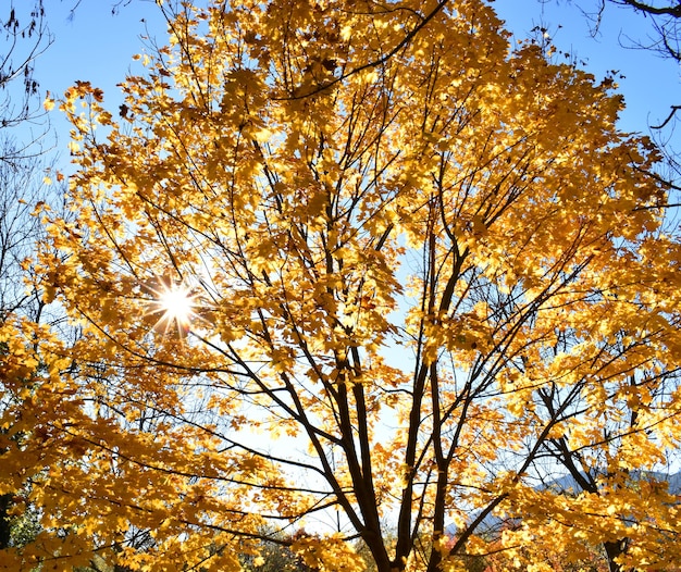 Autumn colored leaves of a maple (Acer platanoides) against the light