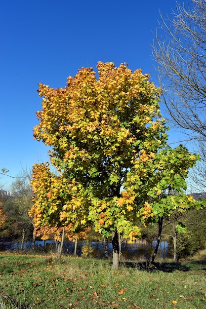 Autumn colored leaves of a maple (Acer platanoides) in a park