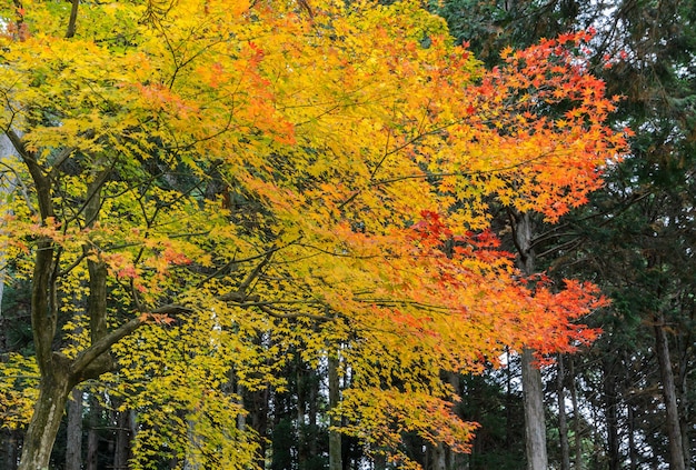 Autumn colored leaves of maple tree in Japan