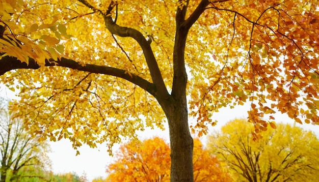 Autumn colorful bright leaves swinging in a tree Autumn colorful background fall backdrop