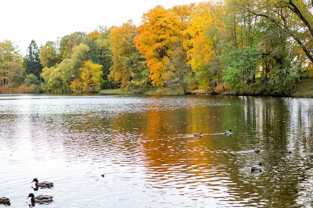 Autumn colorful foliage over lake with ducks and beautiful woods