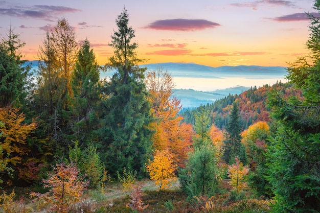 Autumn colorful forest in Mountains before sunrise autumn season landscape