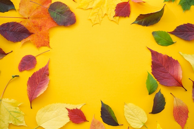 Autumn colorful leaves on a yellow background, flat lay