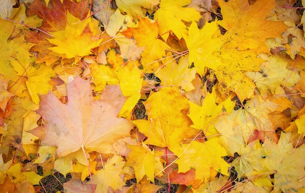 Autumn colorful orange, red and yellow maple leaves as background Outdoor.