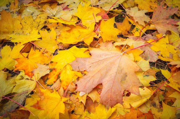 Autumn colorful orange, red and yellow maple leaves as background Outdoor.