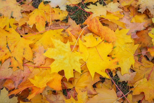 Autumn colorful orange, red and yellow maple leaves as background Outdoor.