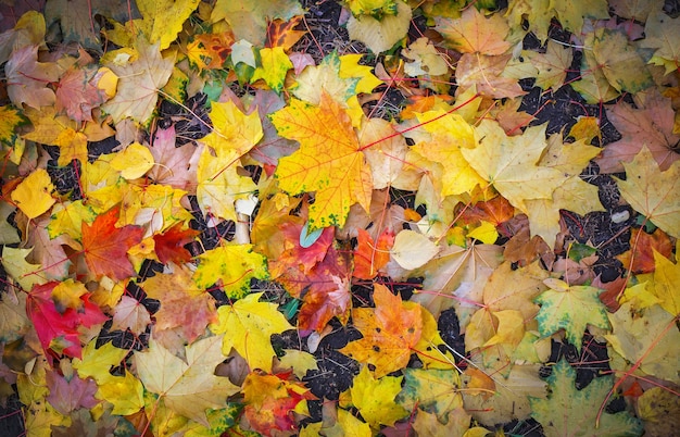 Autumn colorful orange, red and yellow maple leaves as background Outdoor.