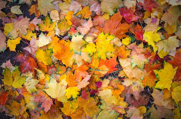 Autumn colorful orange, red and yellow maple leaves as background Outdoor.