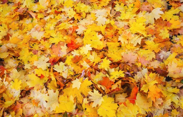 Autumn colorful orange, red and yellow maple leaves as background Outdoor.