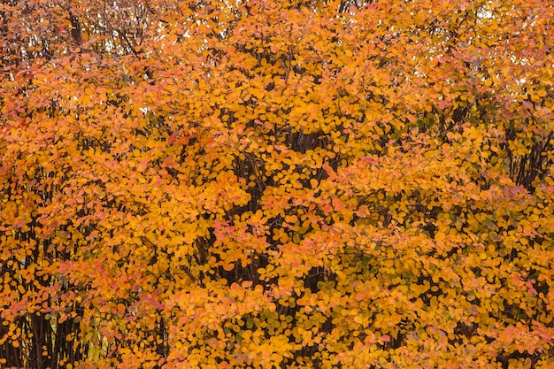 Autumn colorful trees and fallen leaves