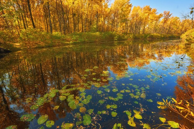 Autumn colorful trees under morning sunlight reflecting in river