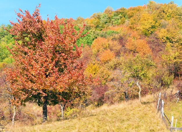 Autumn colorful trees on mountain hill