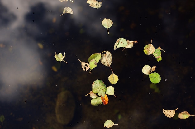 Autumn colors. Fallen leaves 