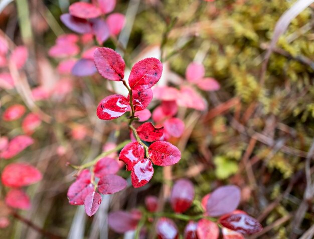 Autumn colors of the forest red blueberry leaves in the autumn forest closeup in rain fall season