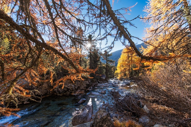 Autumn colors in a forest in the Swiss Alps