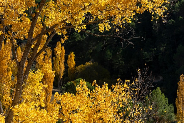 Autumn colors Rio Mundo source Natural Park  Albacete CastillaLa Mancha Spain