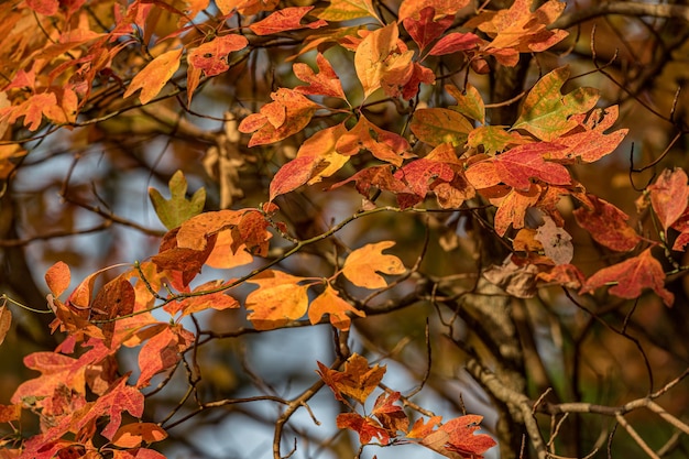 Autumn colors start to become more bold and vivid in the hardwood sassafras trees in the fall