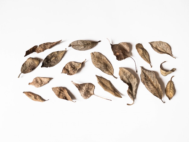 Autumn composition. Border made of brown leaves on white background. Fall concept. Autumn thanksgiving texture. Flat lay, top view, copy space