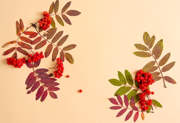 Autumn composition of burgundy leaves and red rowan berries on a pale yellow background