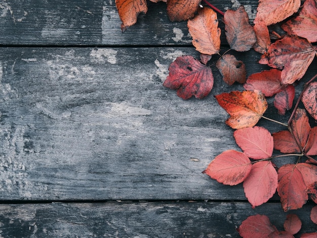 Photo autumn composition creating copy space on rustic background