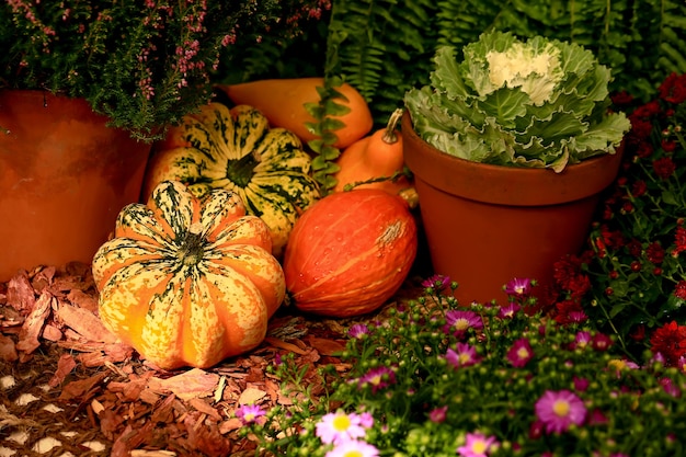 Autumn composition of different pumpkins with selective focus..