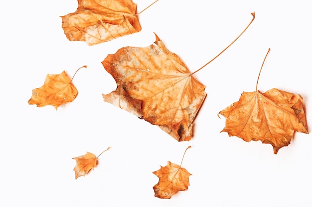 Autumn composition Dried leaves on white background Autumn fall thanksgiving day concept Flat lay top view copy space