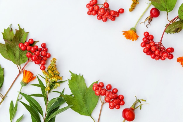 Autumn composition frame made of autumn plants viburnum berries, dogrose, orange and yellow flowers on white background