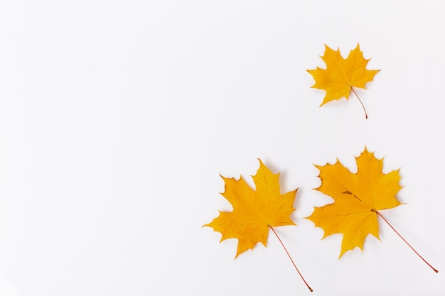 Autumn composition. Frame made of golden autumn maple leaves. Flat lay