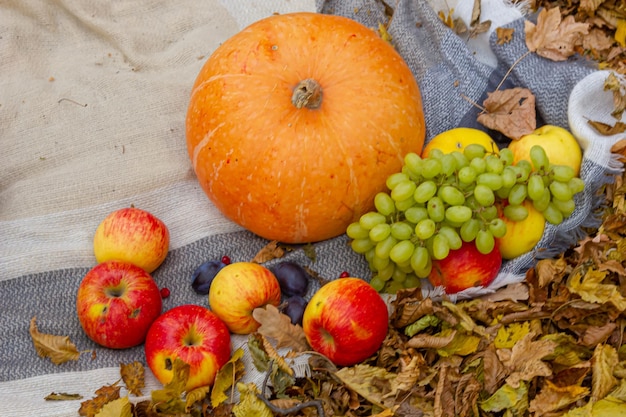 autumn composition fruit pumpkin flowers on the background of yellow leaves