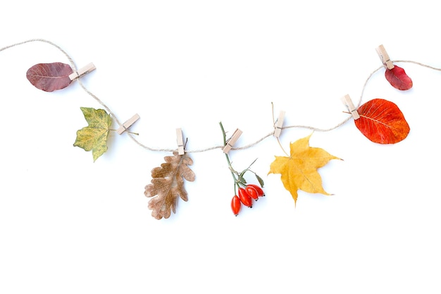 Autumn composition isolated white background Autumn flowers and leaves rose hip Flat lay top view copy space