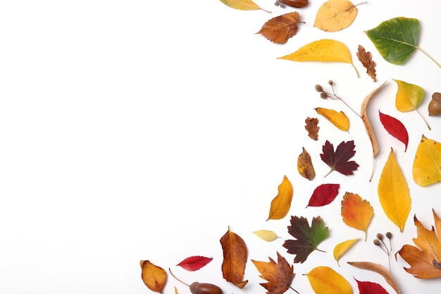 Autumn composition of leaves on a white background top view