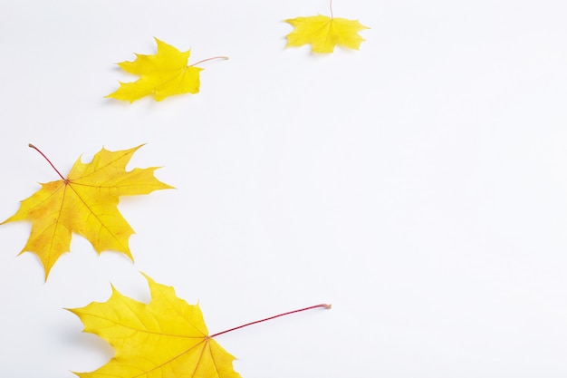 Autumn composition of leaves on a white background.