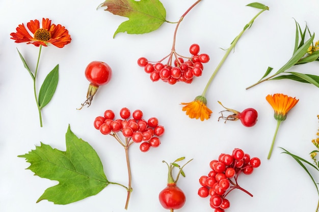 Autumn composition made of autumn plants viburnum berries, dogrose, orange and yellow flowers