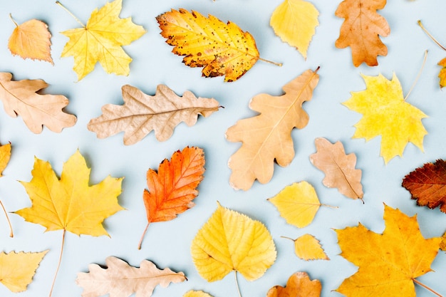 Autumn composition. Pattern made of autumn  leaves on  blue background. Flat lay, top view, copy space