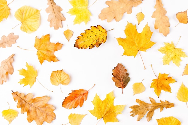 Autumn composition Pattern made of autumn  leaves on white background Flat lay top view