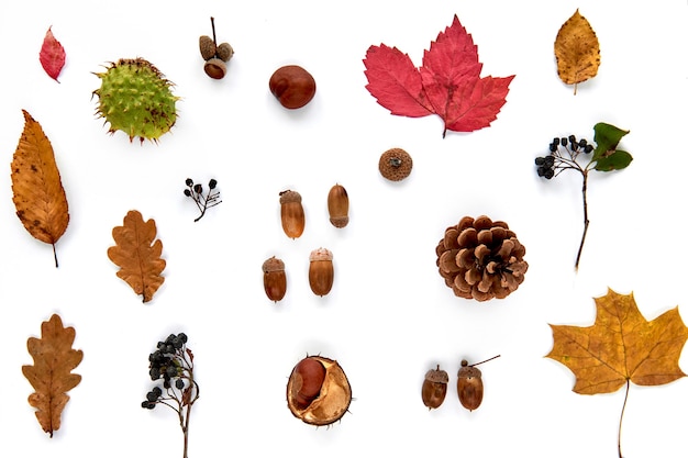 Autumn composition. Pattern made of dried leaves, branches, pine cones, berries, chestnuts and acorns isolated on white background. Template mockup fall, halloween. Flat lay, copy space background