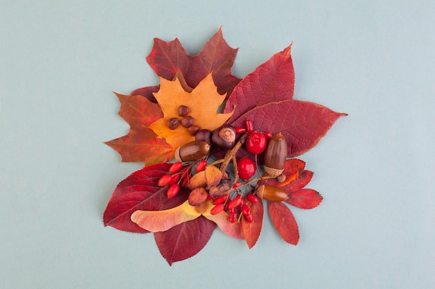 Autumn composition with red fall maple leaves nuts and berries on light blue background